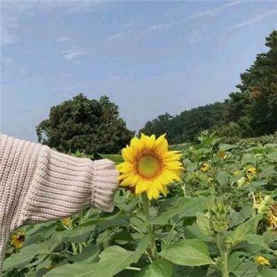 骑士喵喵喵九游版下载